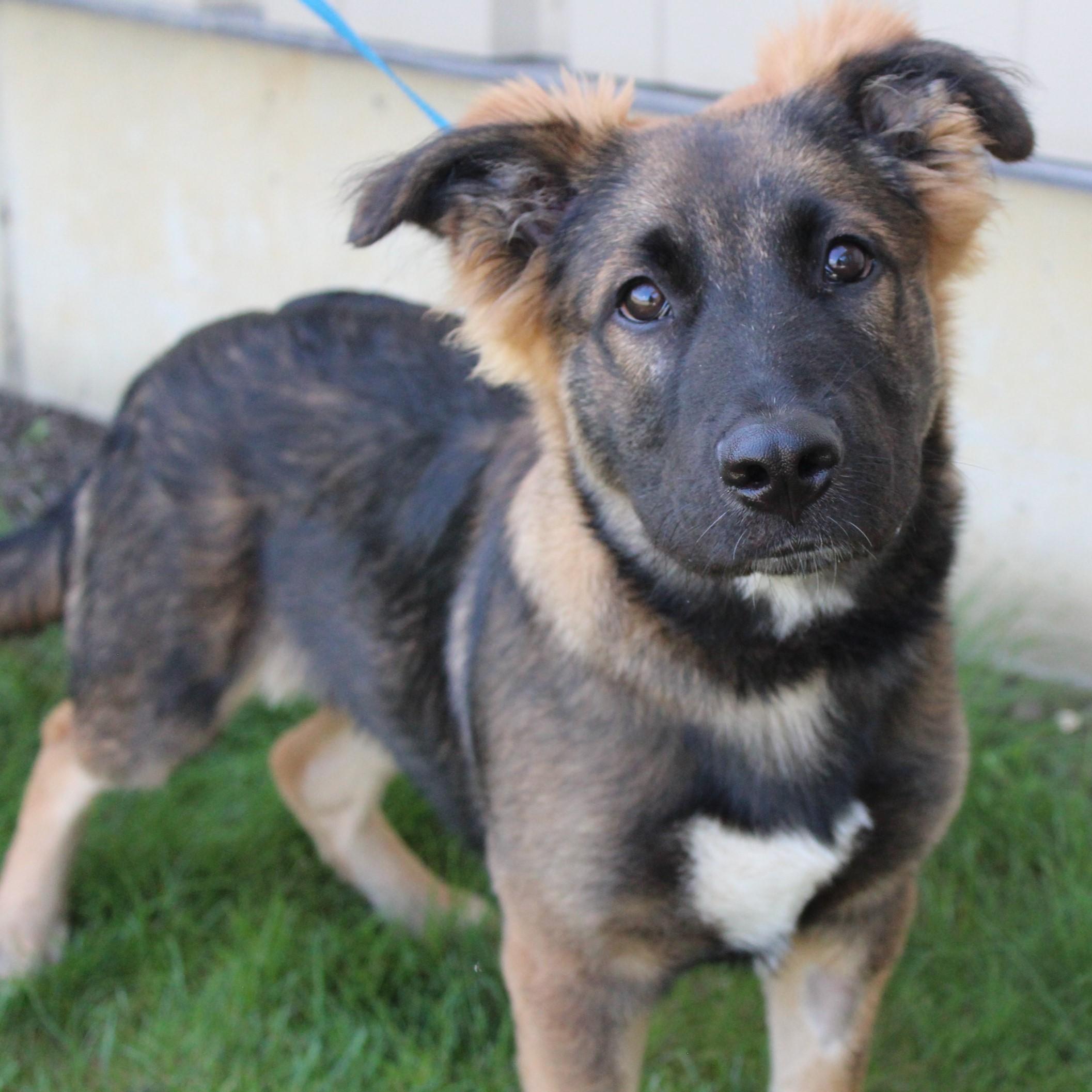 Enlarge Rosco, an adopted mixed breed in Eaton, OH image 2/6