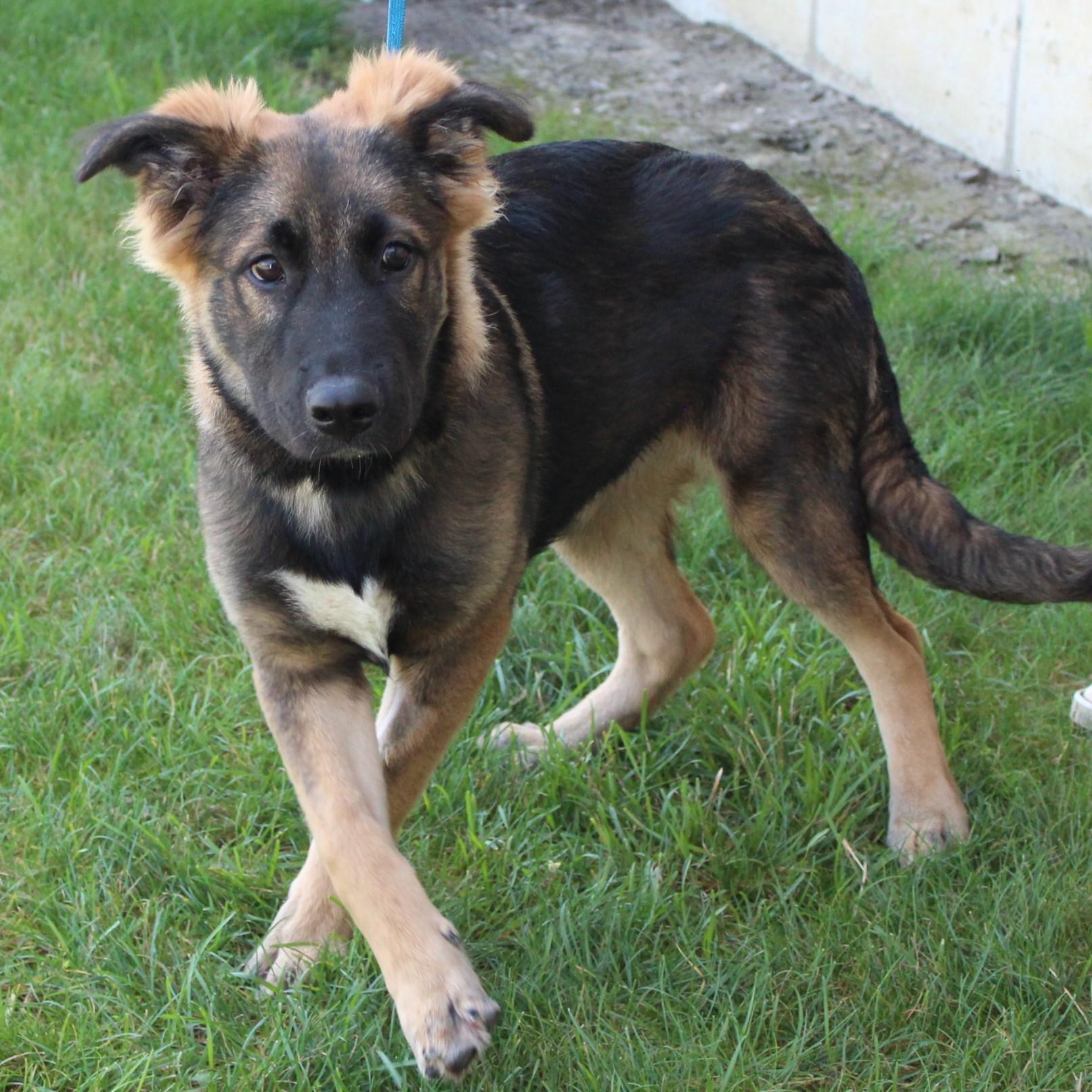 Enlarge Rosco, an adopted mixed breed in Eaton, OH image 4/6