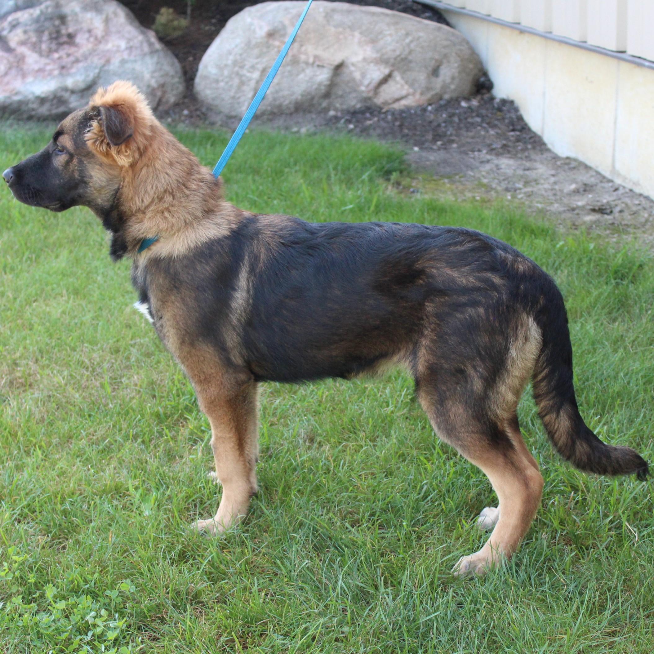 Enlarge Rosco, an adopted mixed breed in Eaton, OH image 5/6