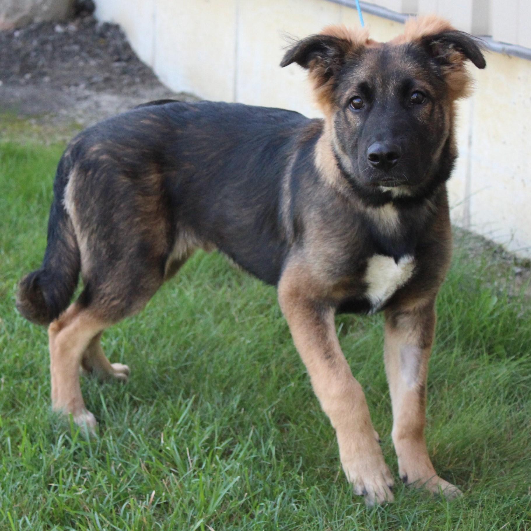 Enlarge Rosco, an adopted mixed breed in Eaton, OH image 3/6