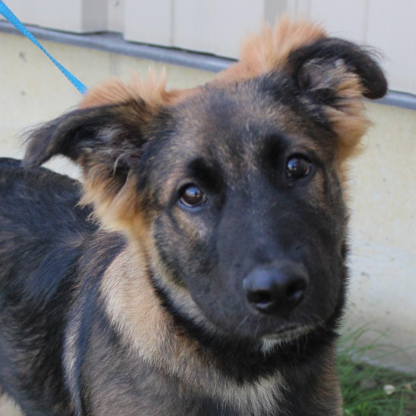Enlarge Rosco, an adopted mixed breed in Eaton, OH image 1/6