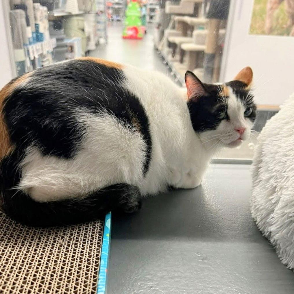 Daphne, Adoptable, Adult Female Domestic Short Hair.