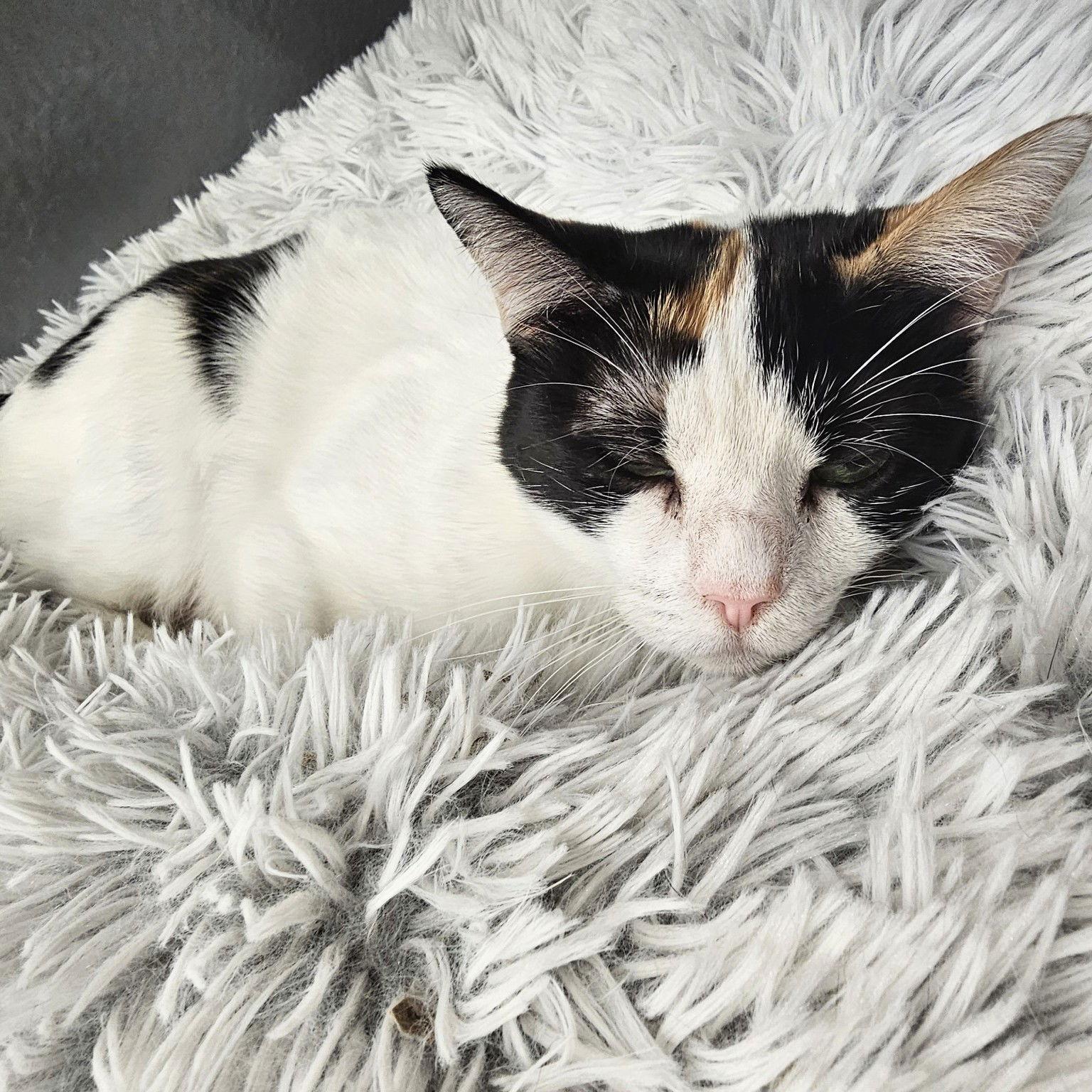 Enlarge Daphne, a Adoptable Domestic Short Hair in St. Cloud, FL image 2/3