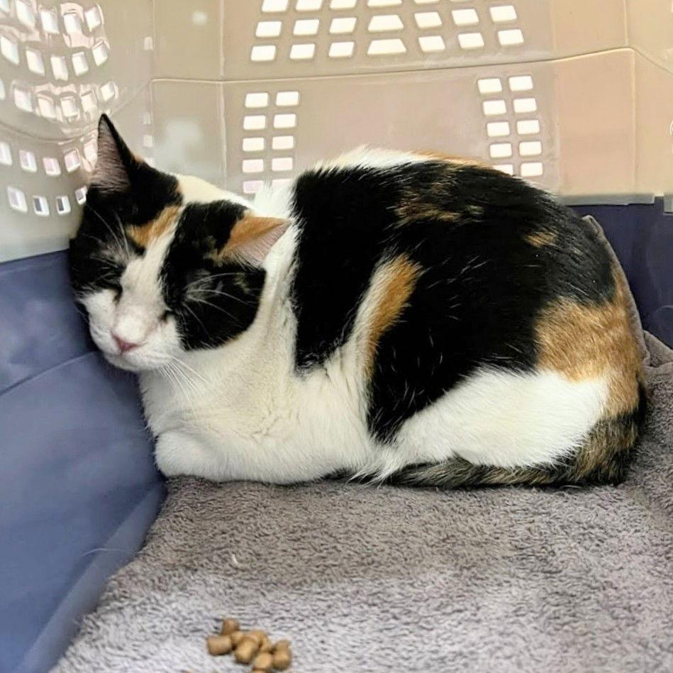 Enlarge Daphne, a Adoptable Domestic Short Hair in St. Cloud, FL image 3/3