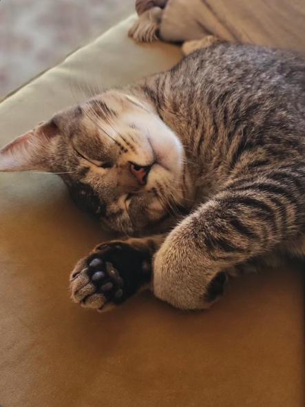 Enlarge Citlali, a Adoptable Domestic Short Hair in Long Beach, CA image 1/5