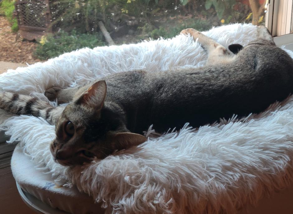 Citlali, Adoptable, Adult Female Domestic Short Hair.