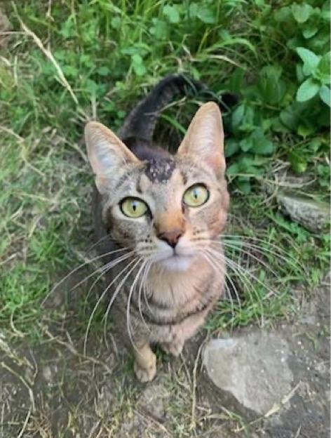 Citlali, Adoptable, Adult Female Domestic Short Hair.