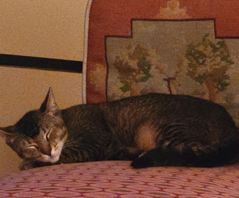 Enlarge Citlali, a Adoptable Domestic Short Hair in Long Beach, CA image 4/5