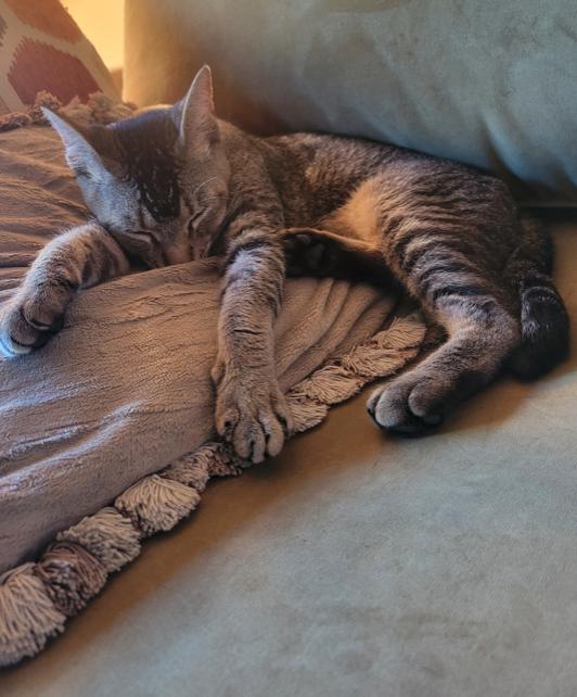 Enlarge Citlali, a Adoptable Domestic Short Hair in Long Beach, CA image 5/5