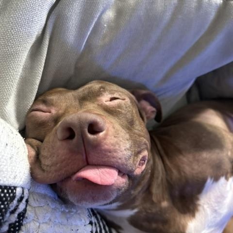 Sullivan, ADOPTABLE, Adult Male Pit Bull Terrier.