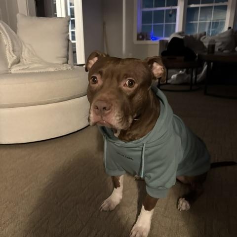 Sullivan, a ADOPTABLE Pit Bull Terrier in Darien Center, NY image 4/6