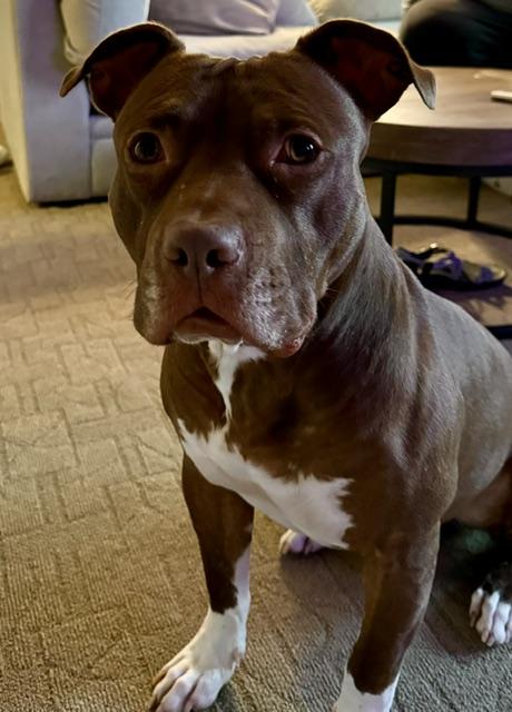 Sullivan, a ADOPTABLE Pit Bull Terrier in Darien Center, NY image 2/6