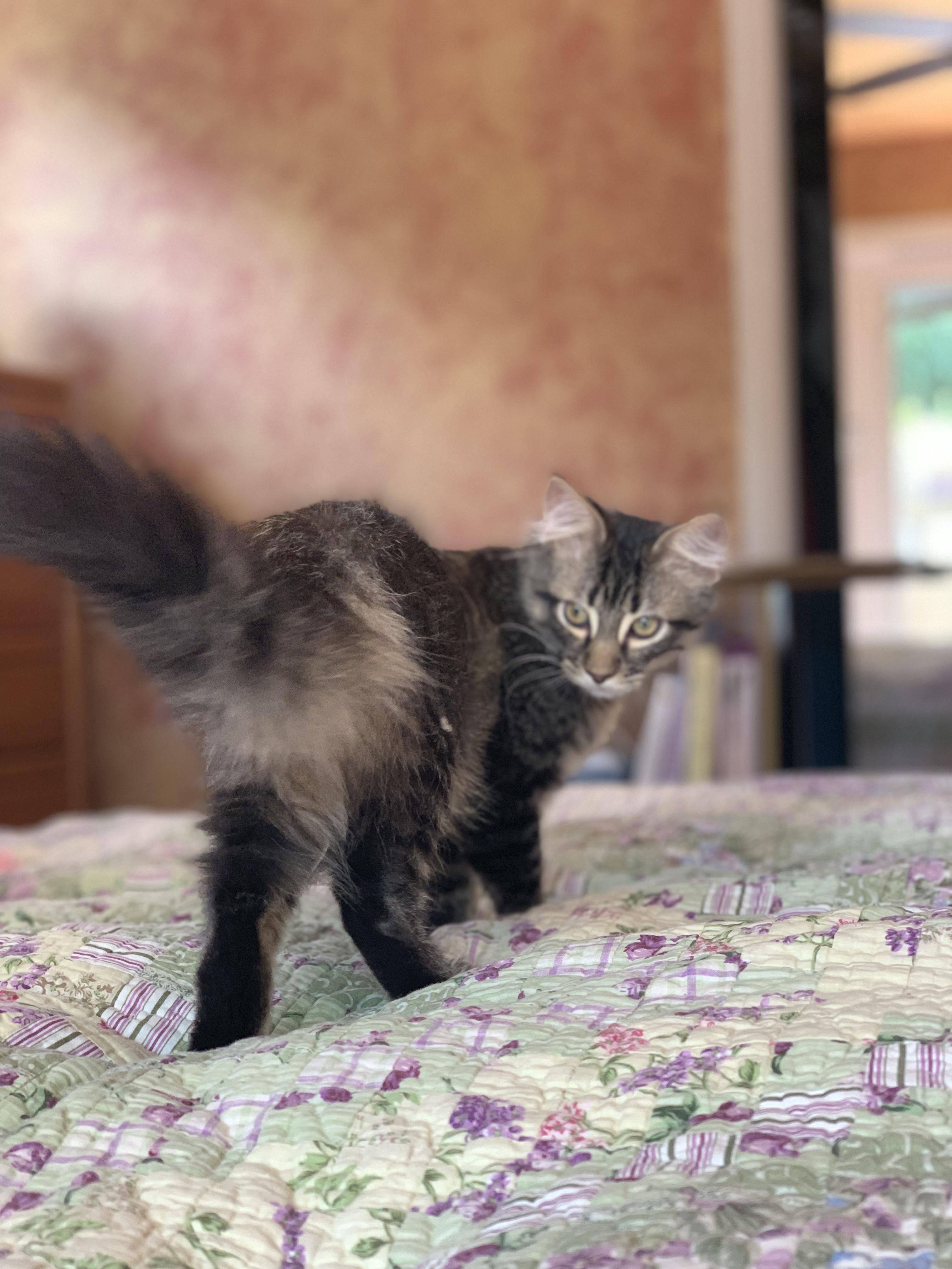 Enlarge Jordan, a Adoptable Tabby in Woodbridge, VA image 4/5