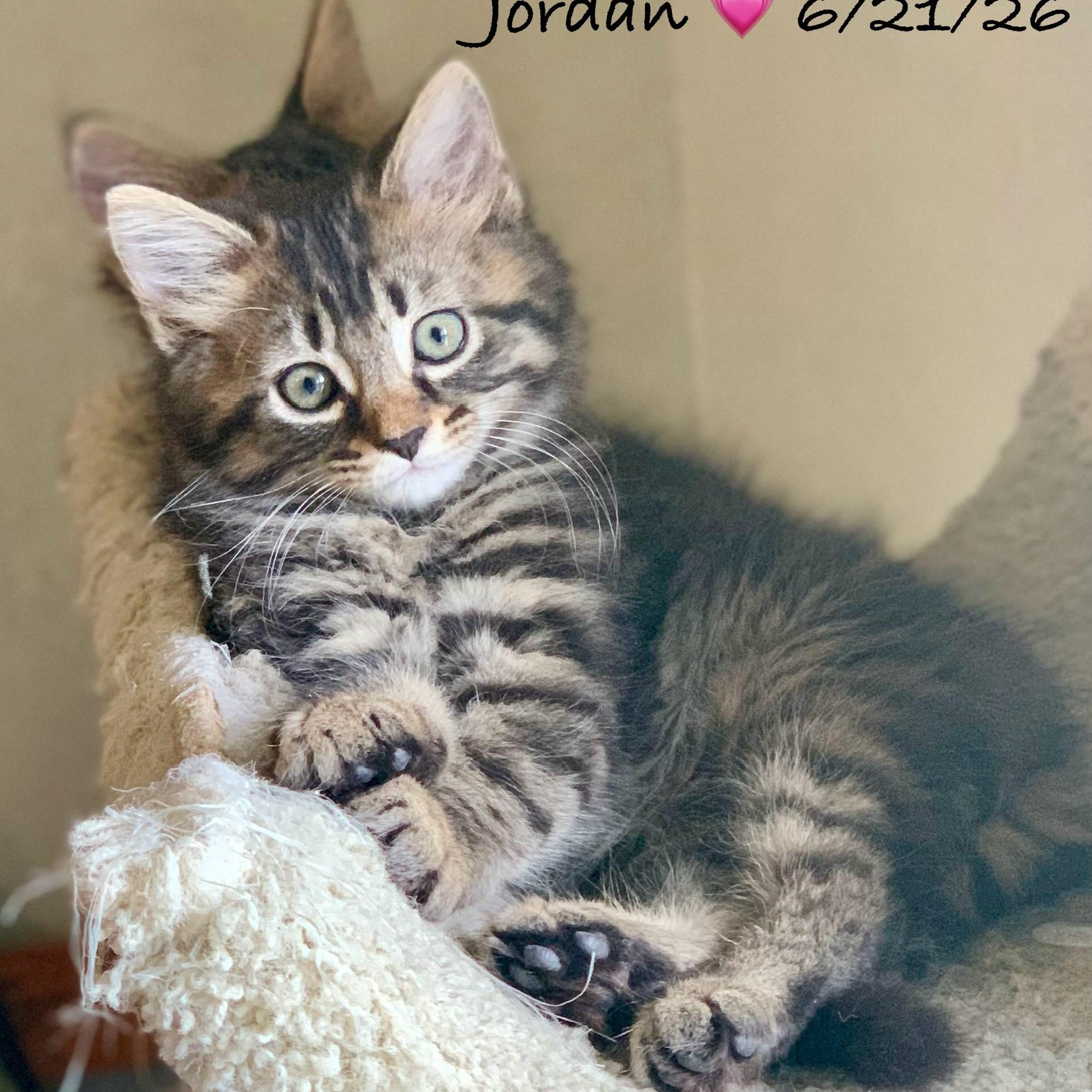 Enlarge Jordan, a Adoptable Tabby in Woodbridge, VA image 2/5