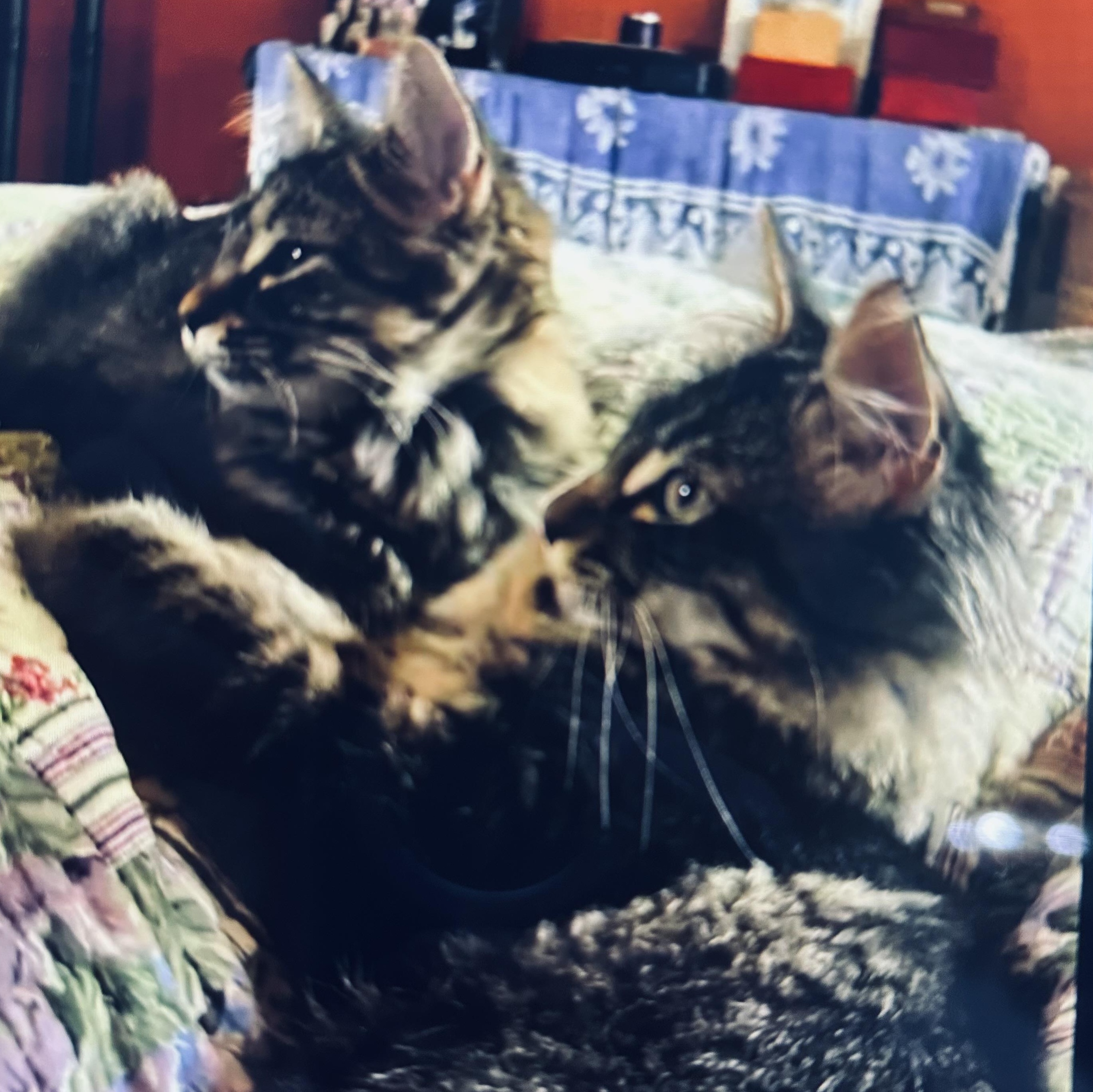 Jordan & Jonah, Adoptable, Kitten Female Tabby.