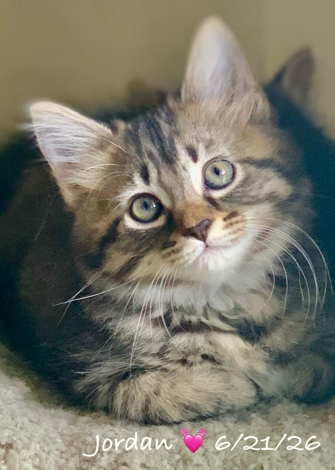 Enlarge Jordan, a Adoptable Tabby in Woodbridge, VA image 1/5