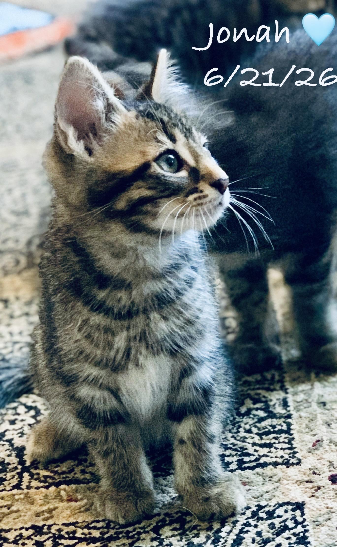 Enlarge Jordan & Jonah, a Adoptable Tabby in Woodbridge, VA image 6/6