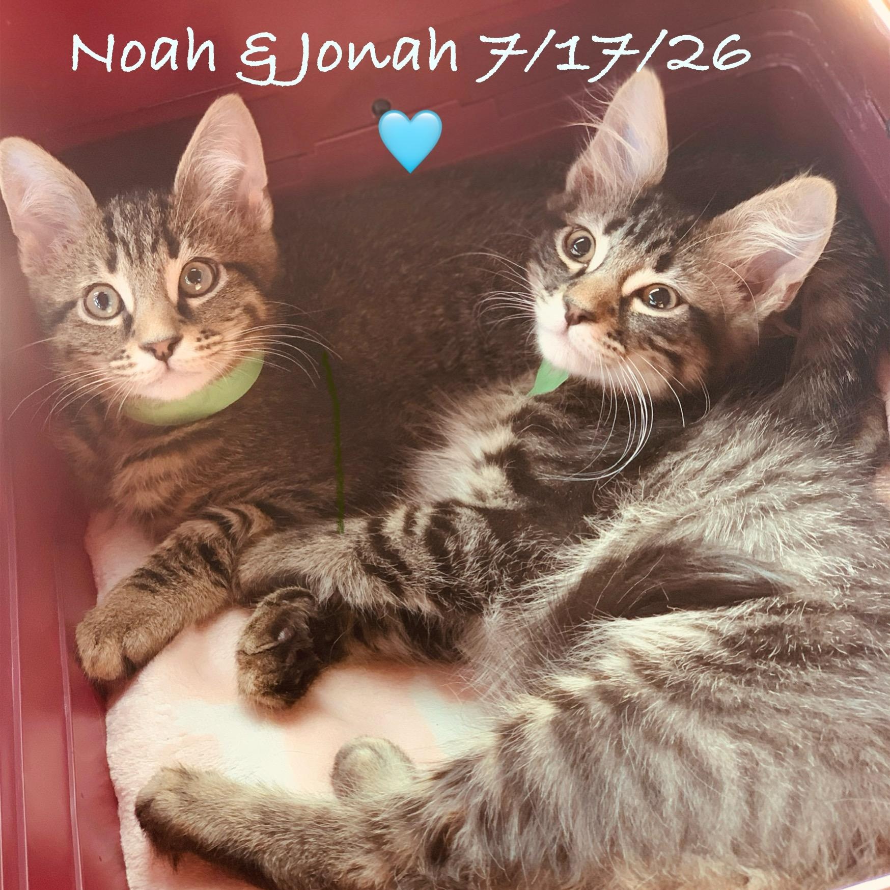 Enlarge Jordan & Jonah, a Adoptable Tabby in Woodbridge, VA image 2/6