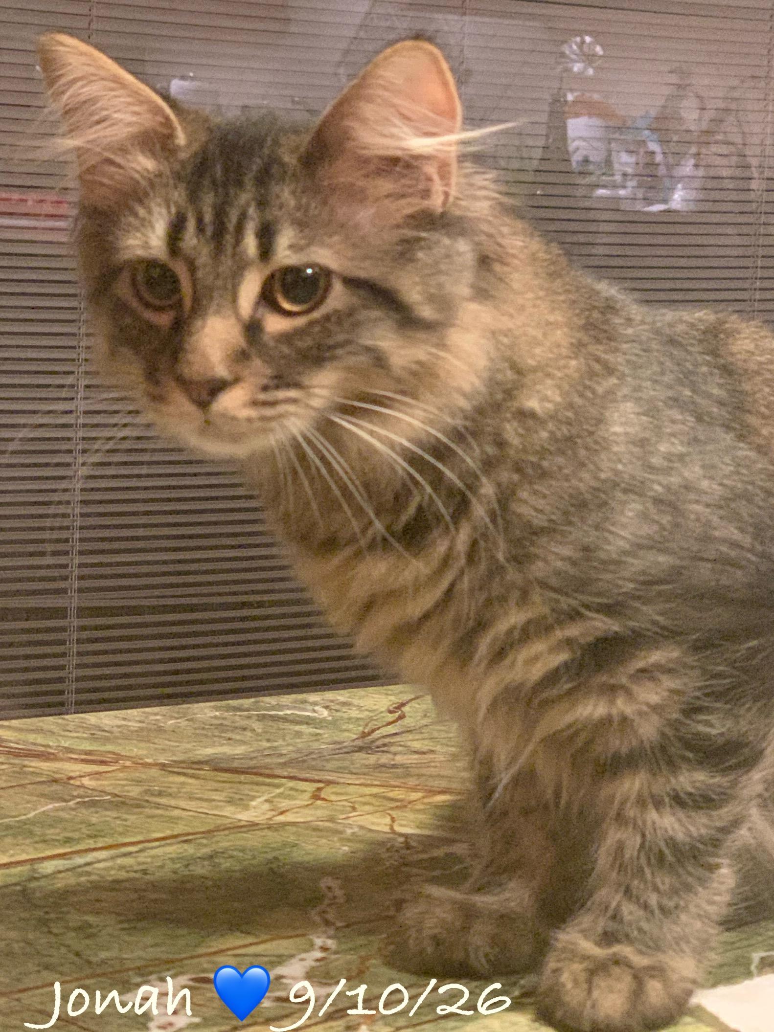 Enlarge Jordan & Jonah, a Adoptable Tabby in Woodbridge, VA image 4/6