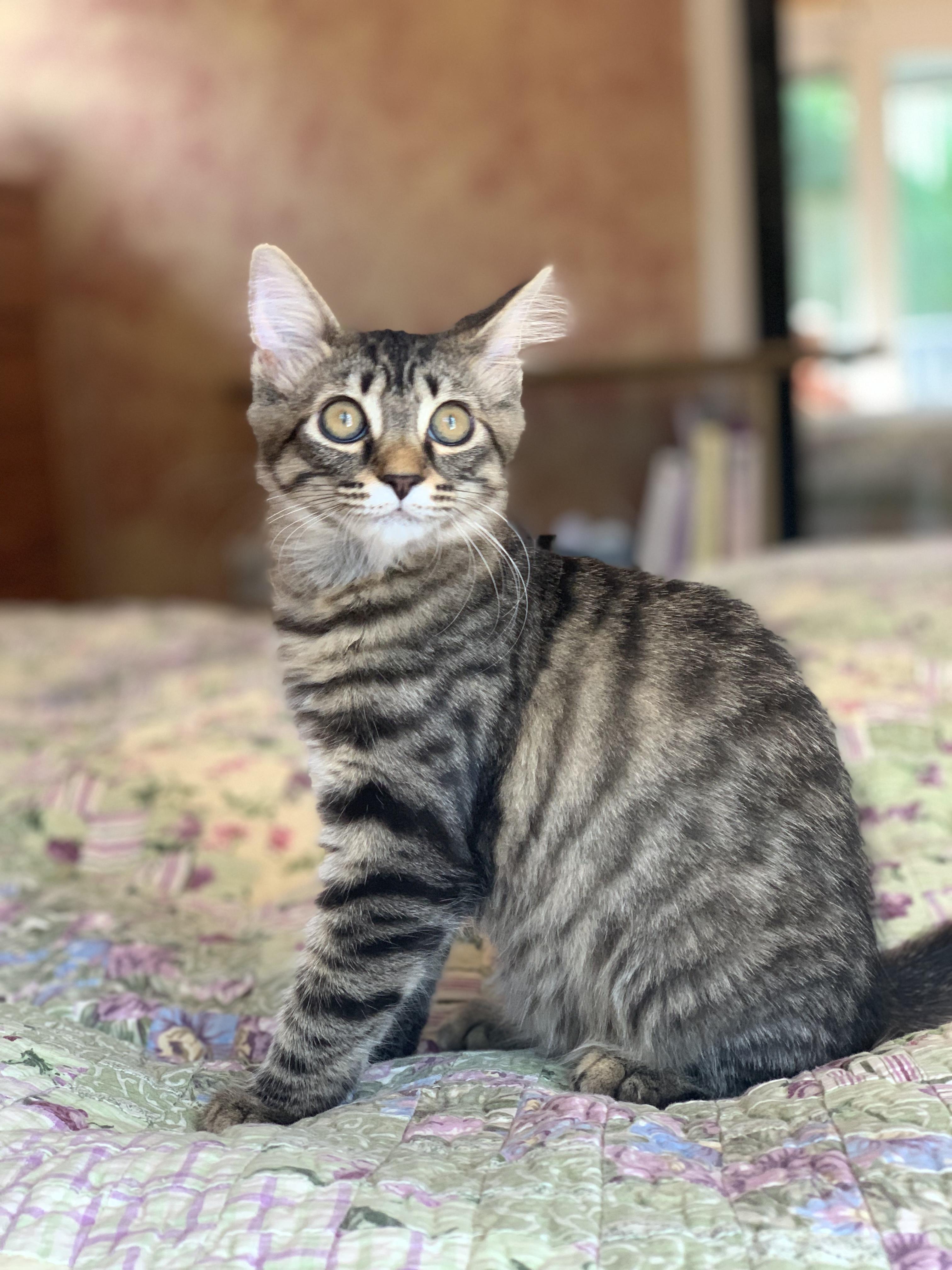 Enlarge Jordan, a Adoptable Tabby in Woodbridge, VA image 5/5
