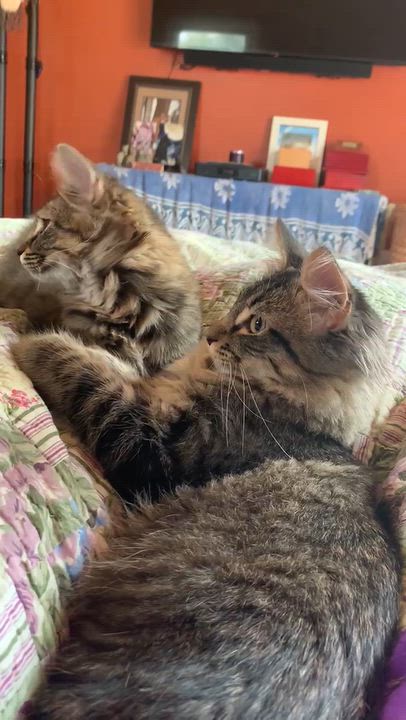 Enlarge Jordan & Jonah, a Adoptable Tabby in Woodbridge, VA video 3/6