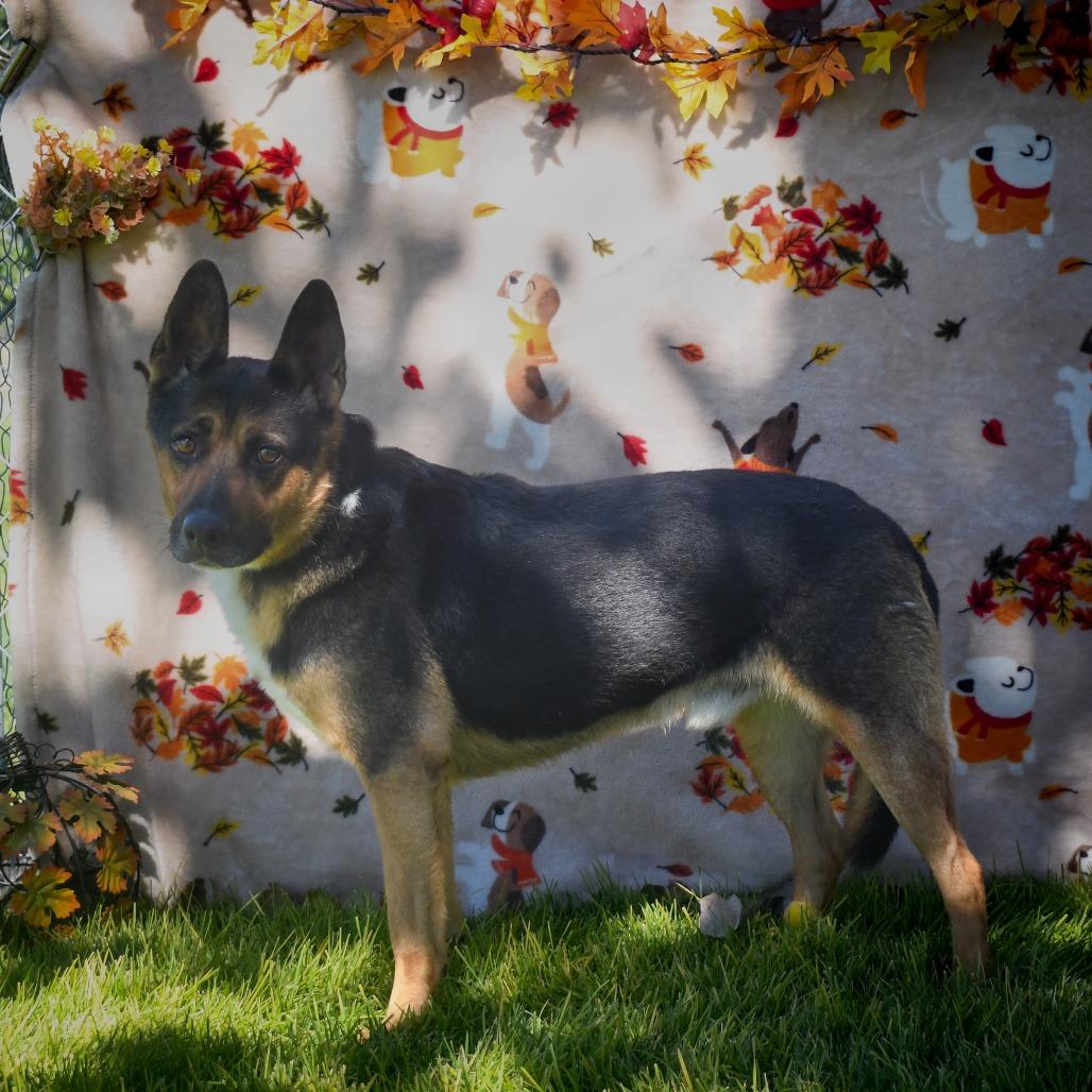 BUDDY, Adoptable, Adult Male Border Collie & Australian Shepherd.