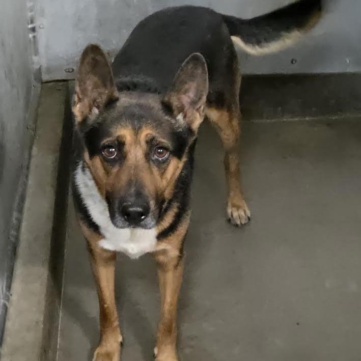 Enlarge BUDDY, a Adoptable mixed breed in Carlin, NV image 2/3