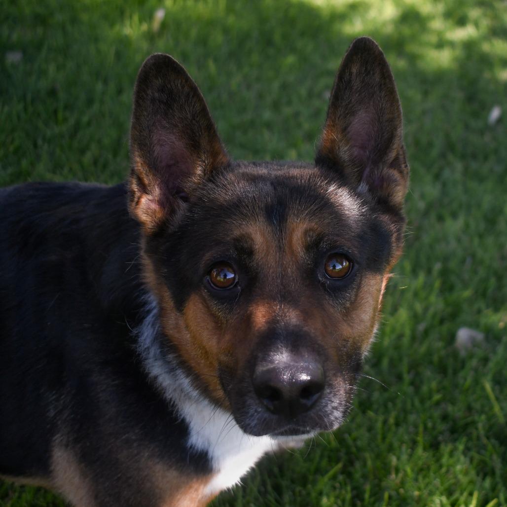 Enlarge BUDDY, a Adoptable mixed breed in Carlin, NV image 3/3
