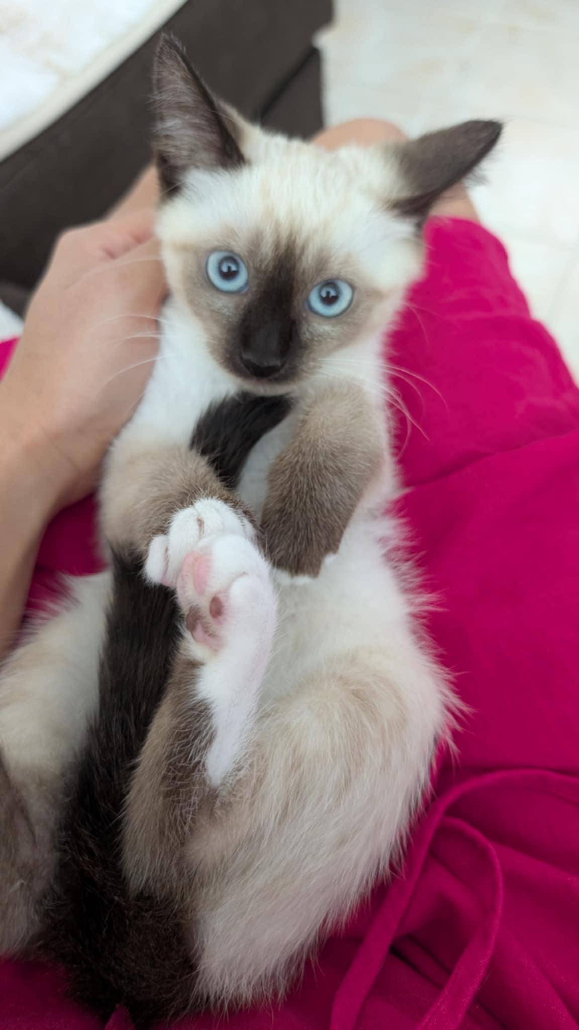 Miko, Mochi, and Matcha, Adopted, Kitten Female Siamese & Domestic Medium Hair.