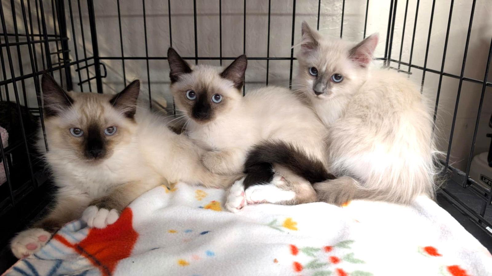 Miko, Mochi, and Matcha, a Adopted mixed breed in Walnut Creek, CA image 2/3