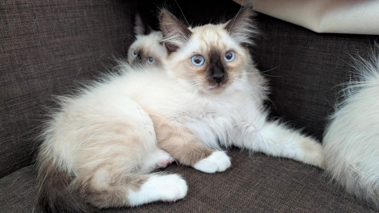 Miko, Mochi, and Matcha, a Adopted mixed breed in Walnut Creek, CA image 3/3