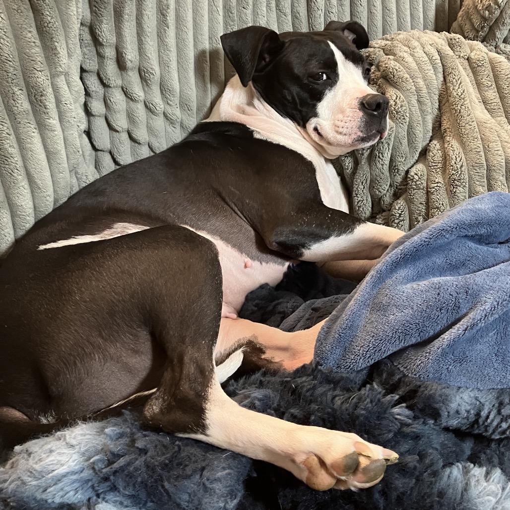 Polly, Adoptable, Adult Female Pit Bull Terrier.