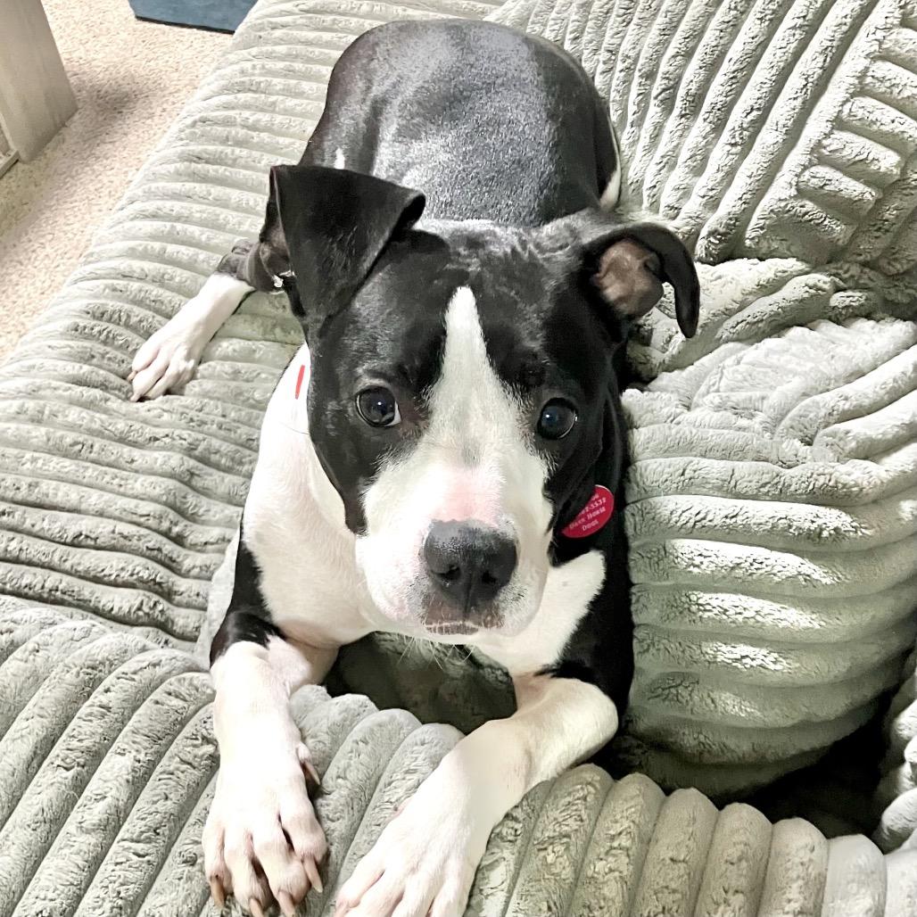 Polly, a Adoptable Pit Bull Terrier in Chicago, IL image 2/6