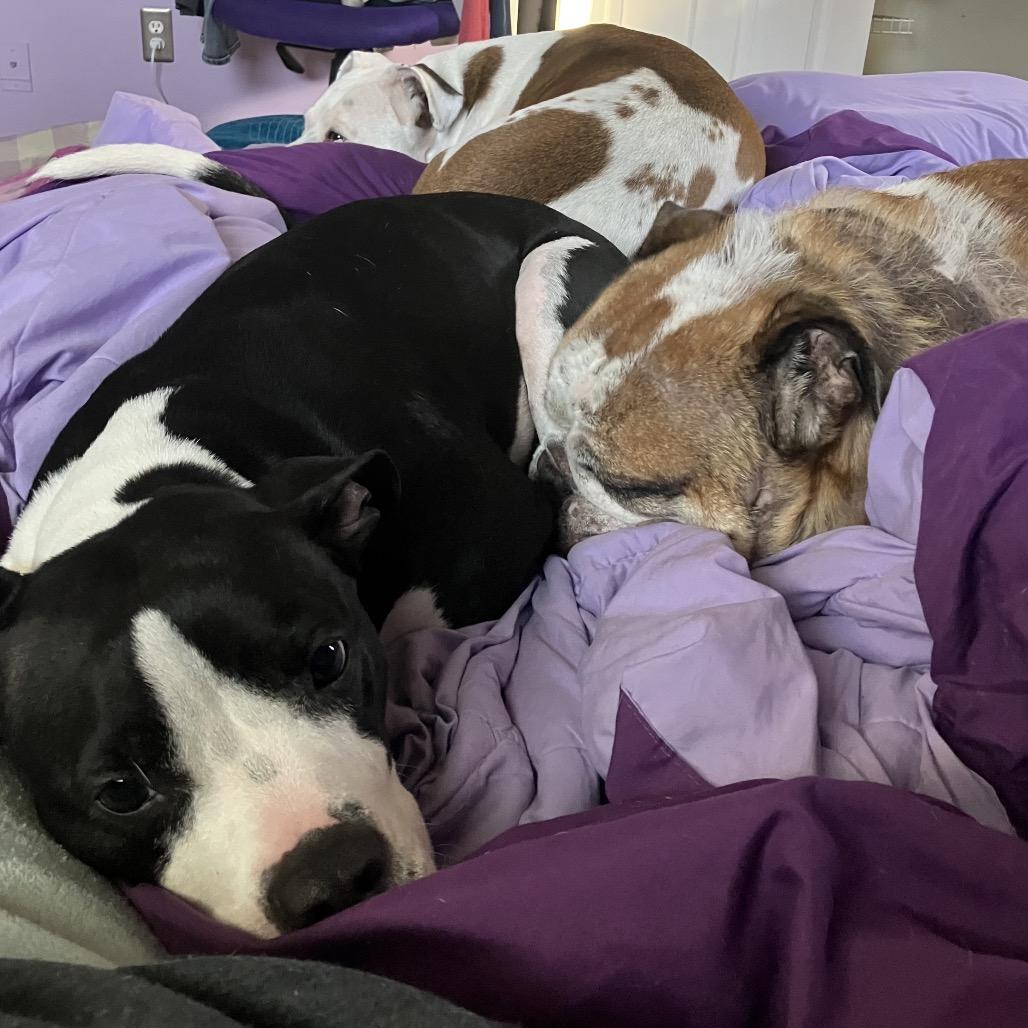 Polly, a Adoptable Pit Bull Terrier in Chicago, IL image 3/6