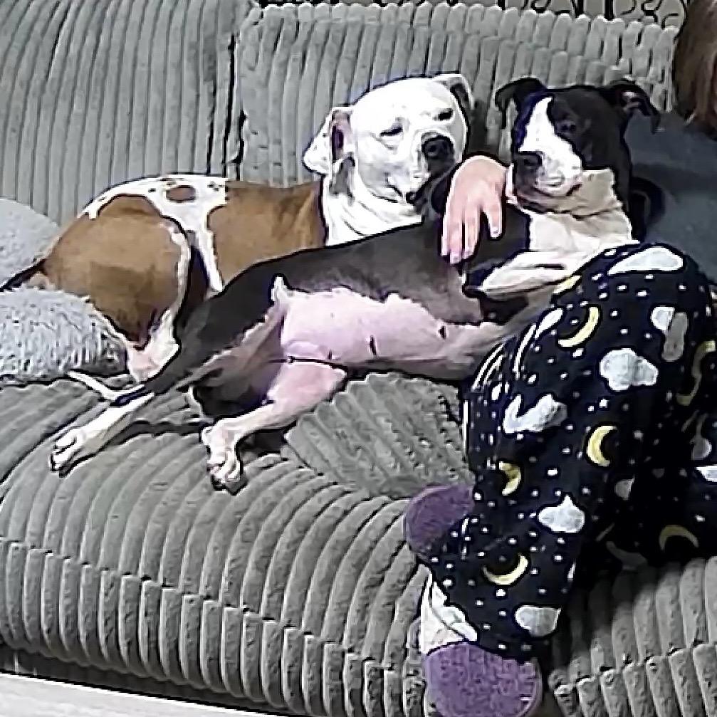 Polly, a Adoptable Pit Bull Terrier in Chicago, IL image 4/6