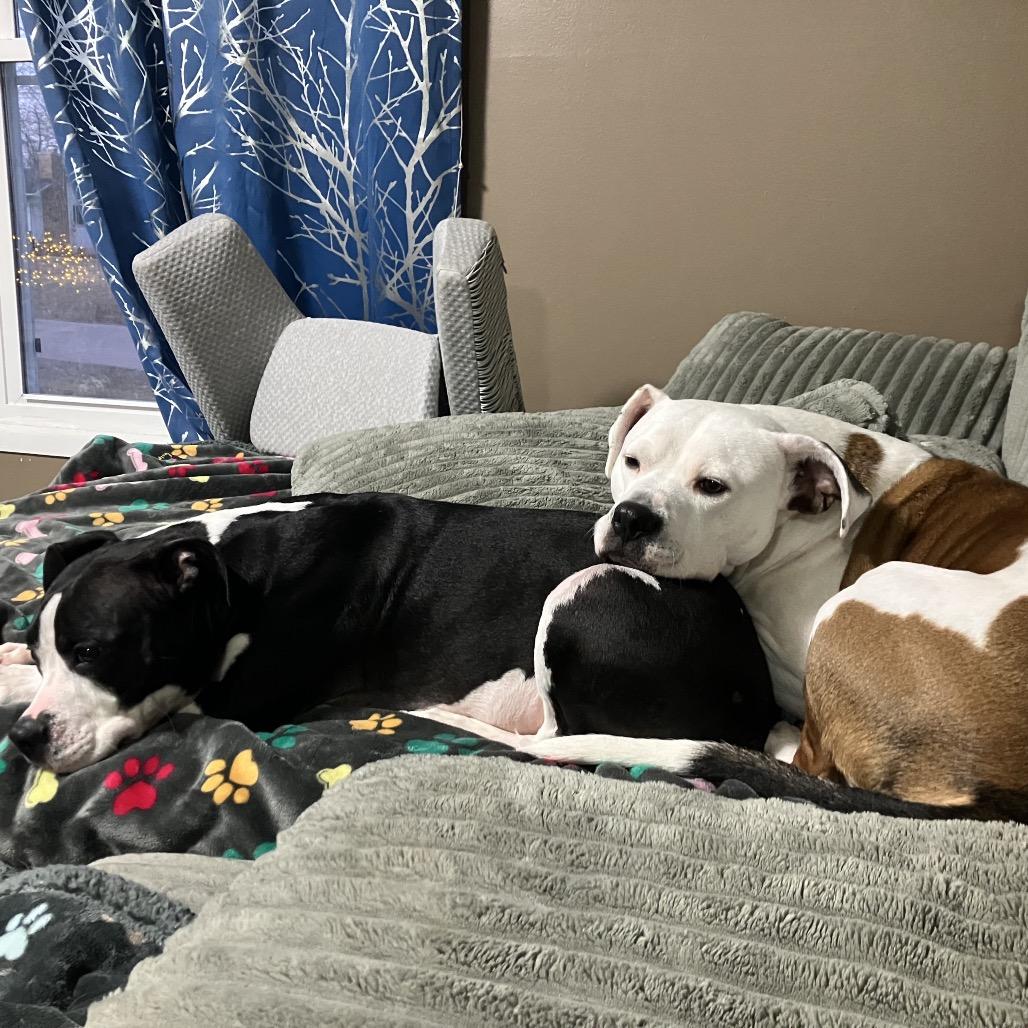 Polly, a Adoptable Pit Bull Terrier in Chicago, IL image 5/6