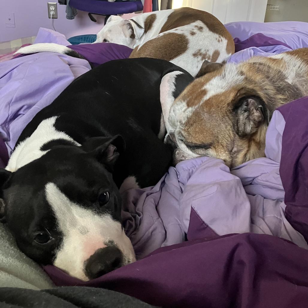 Polly, a Adoptable Pit Bull Terrier in Chicago, IL image 6/6
