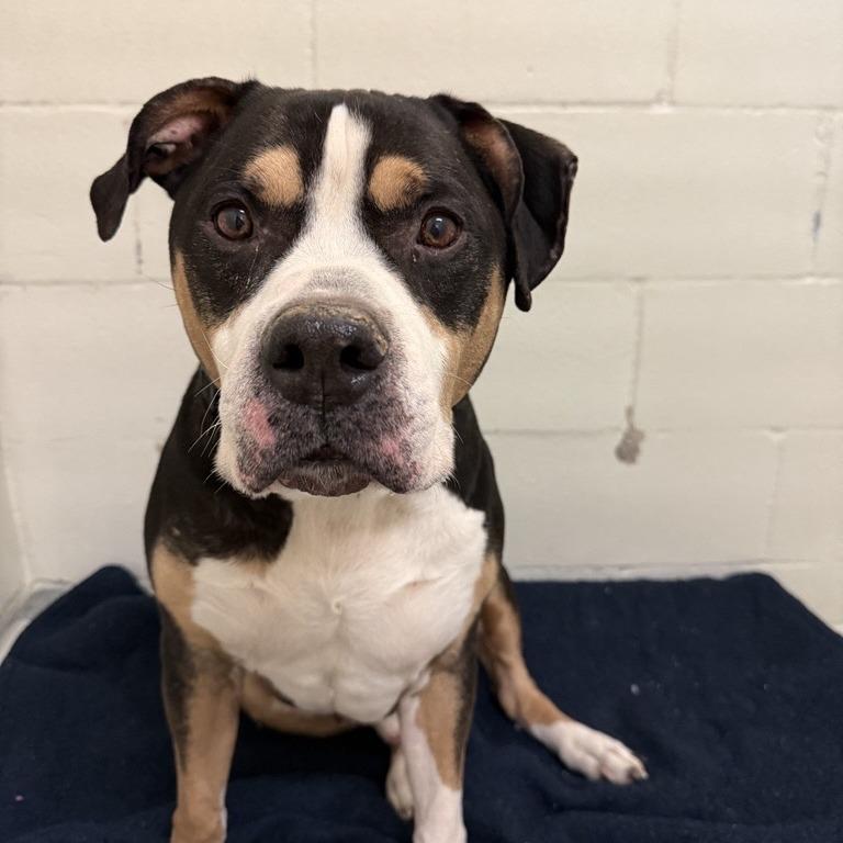 Prince, Adoptable, Senior Male Pit Bull Terrier.