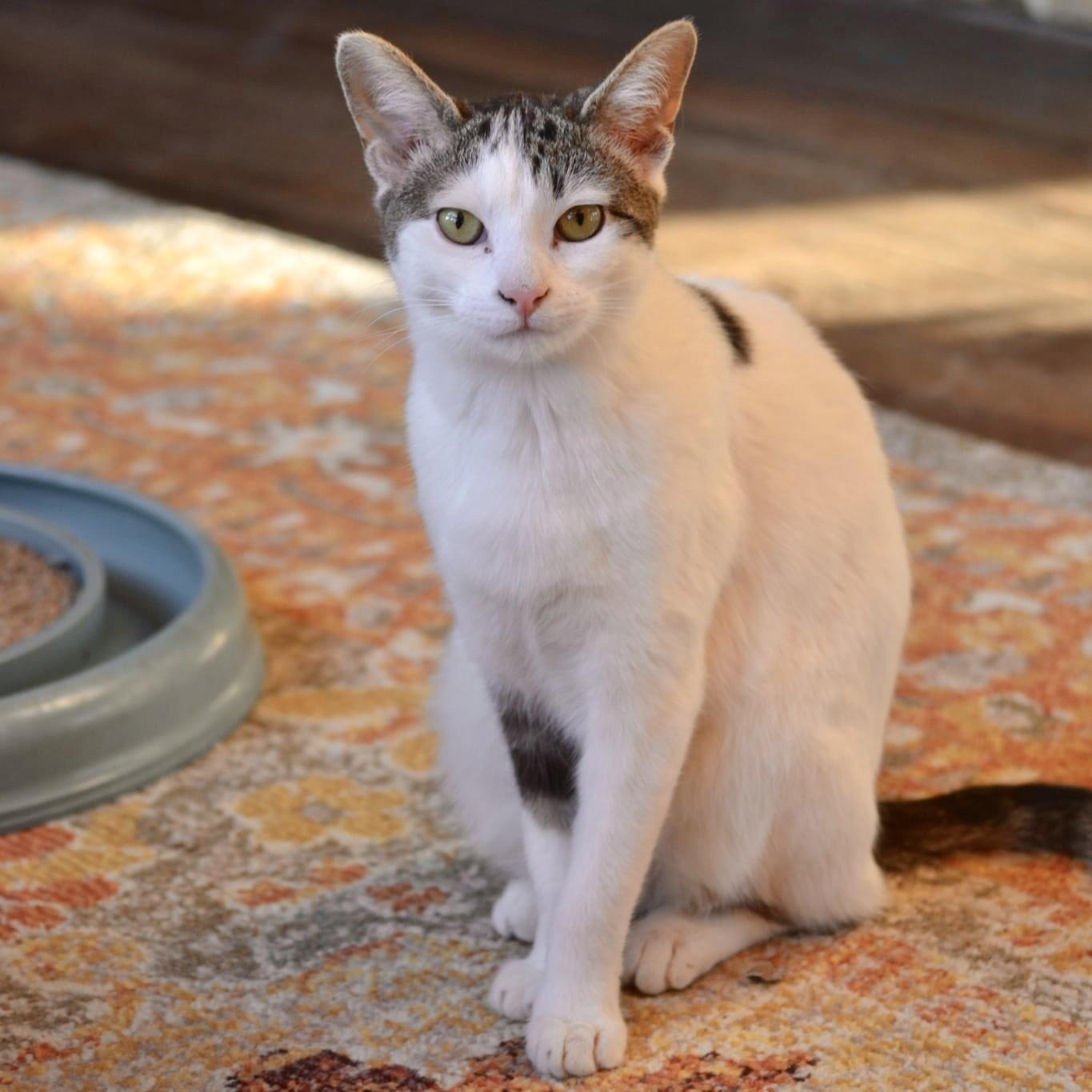 Kirby, Adoptable, Young Female Domestic Short Hair.