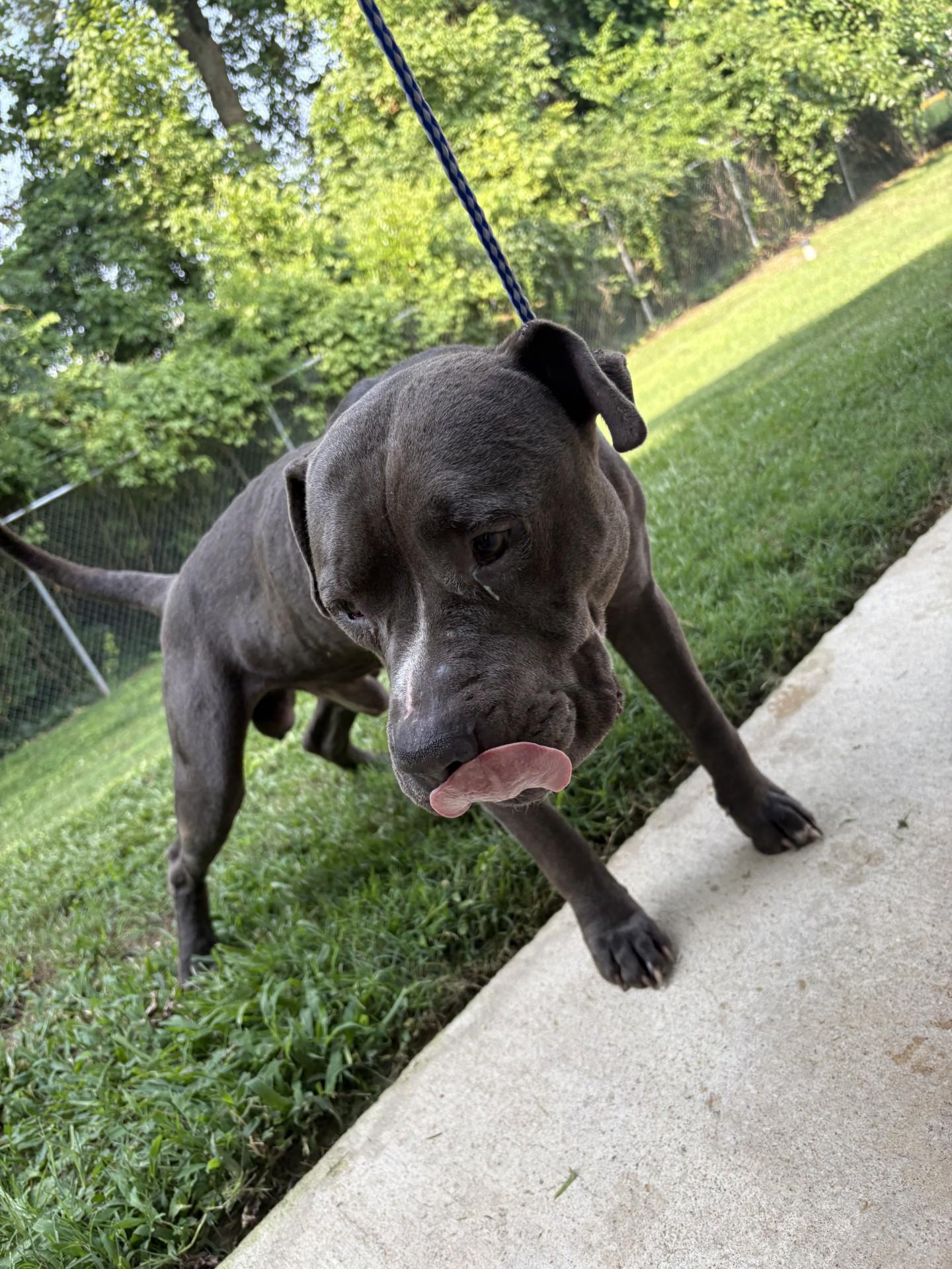 POLO2025004042A RESCUE ONLY photo 4