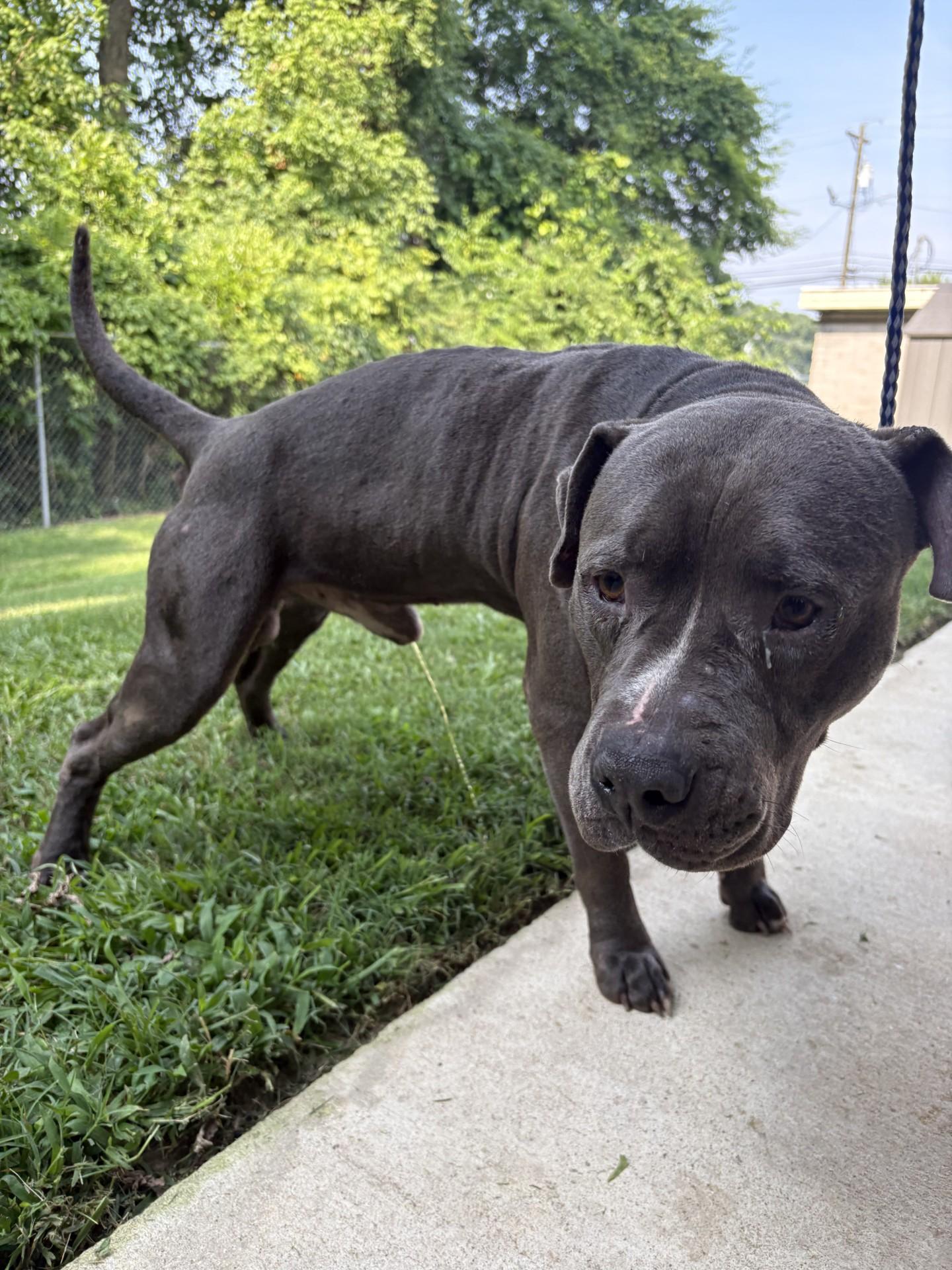 POLO2025004042A RESCUE ONLY photo 2