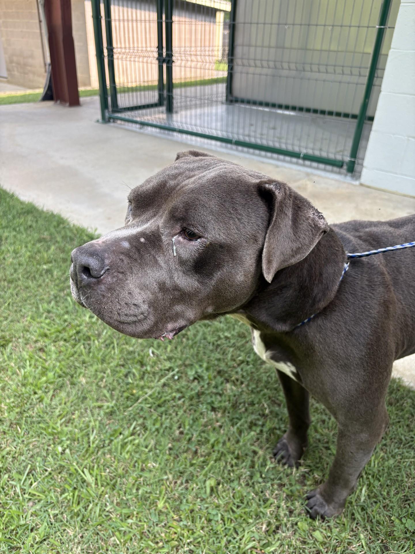 POLO2025004042A RESCUE ONLY photo 3