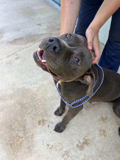 POLO2025004042A RESCUE ONLY, Adult Male Pit Bull Terrier