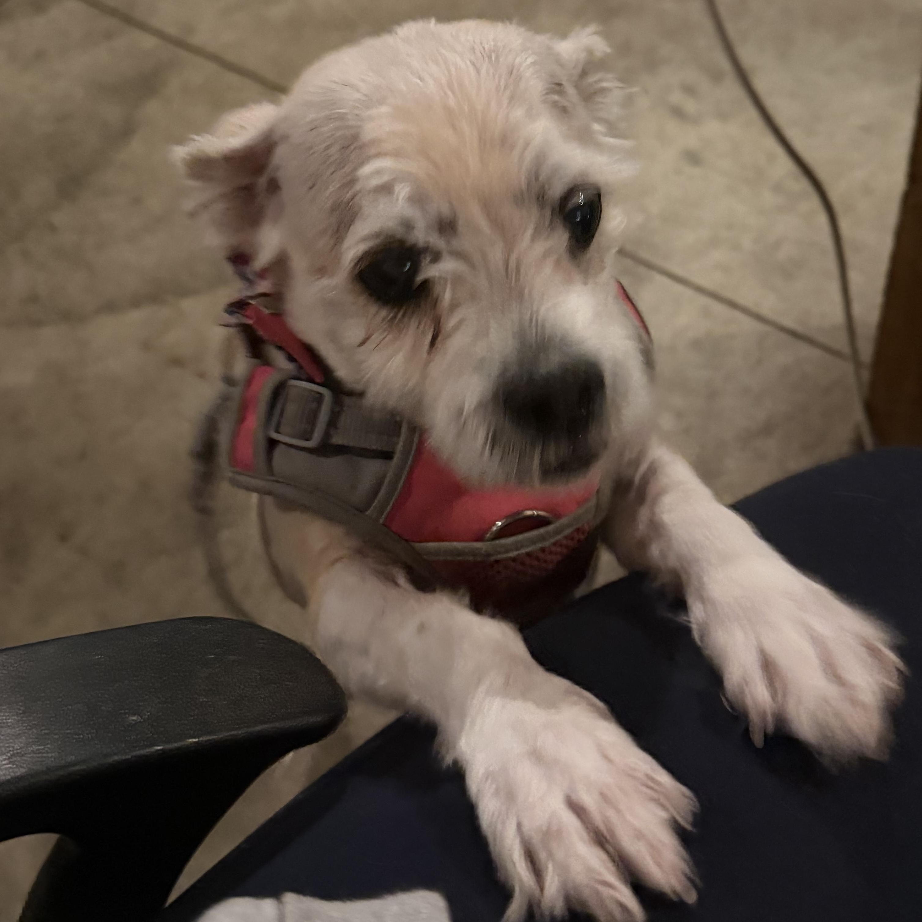 Sugar, a ADOPTABLE mixed breed in New Boston, NH image 3/6