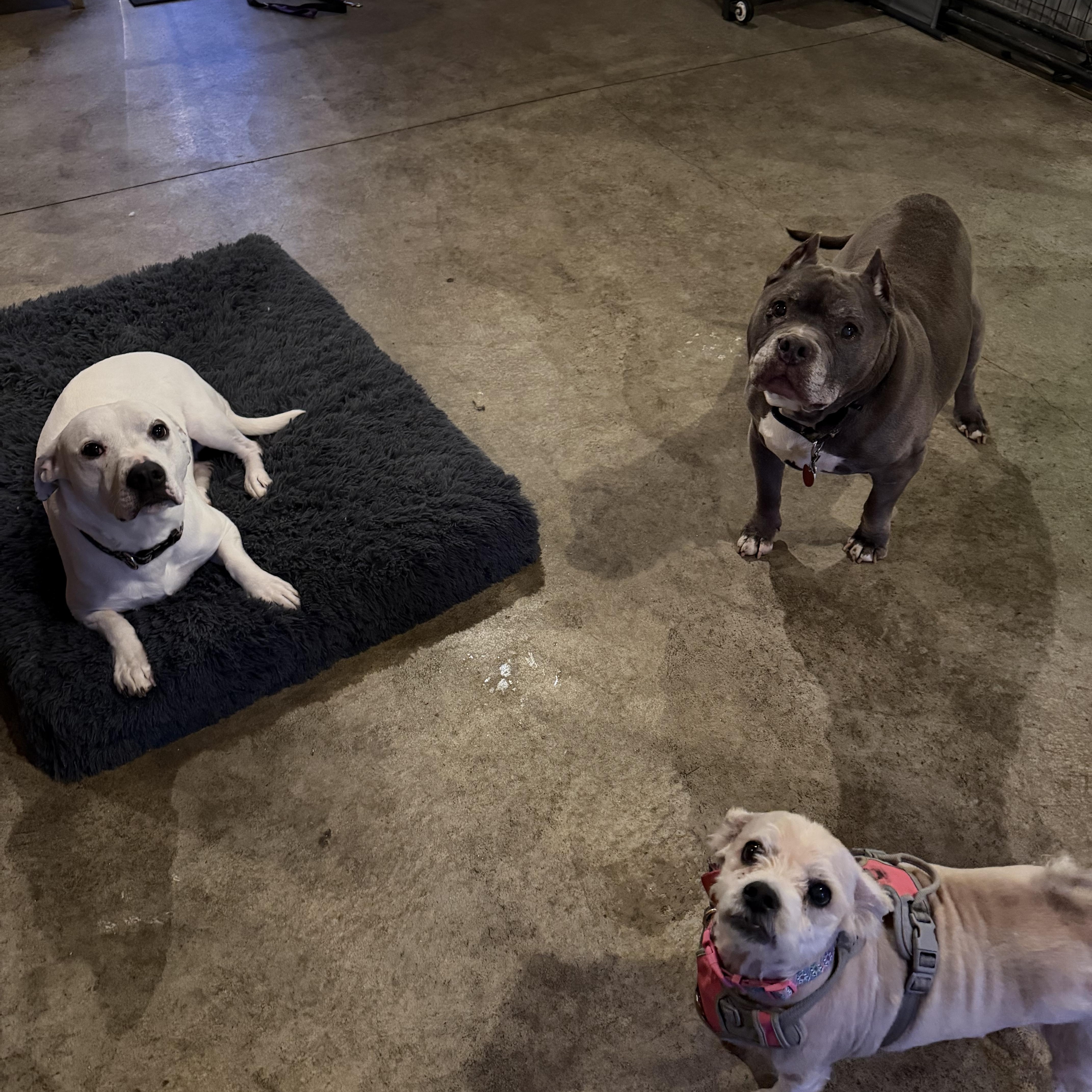 Sugar, a ADOPTABLE mixed breed in New Boston, NH image 6/6