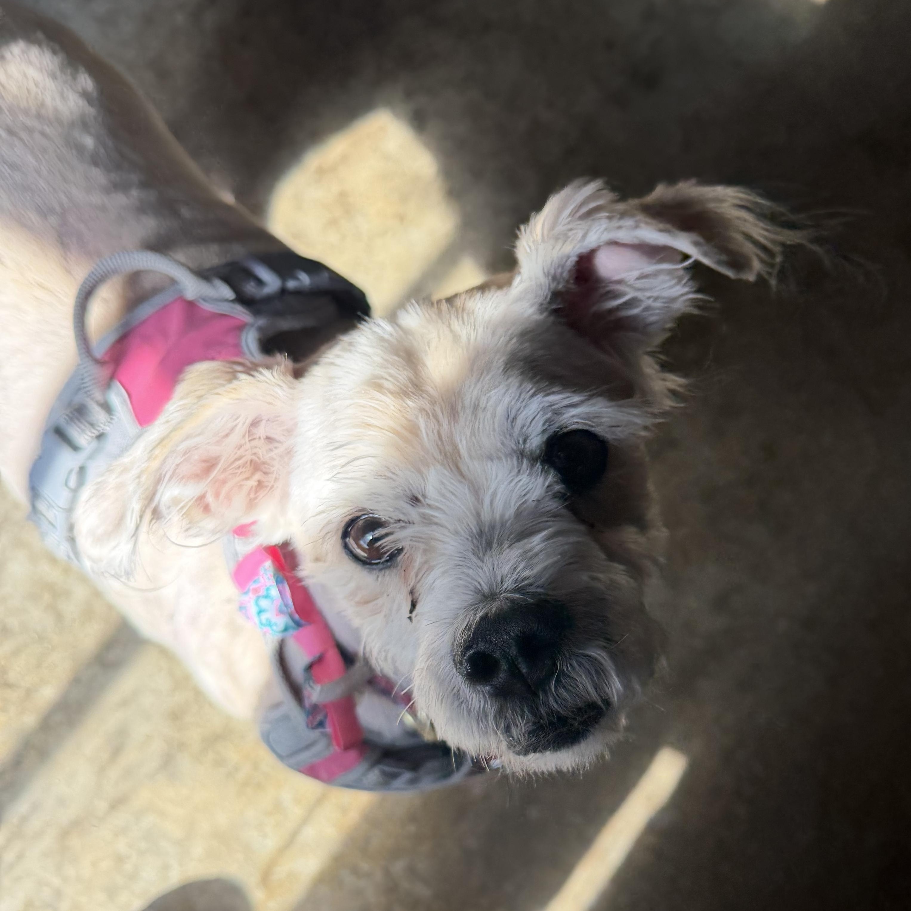 Sugar, a ADOPTABLE mixed breed in New Boston, NH image 4/6