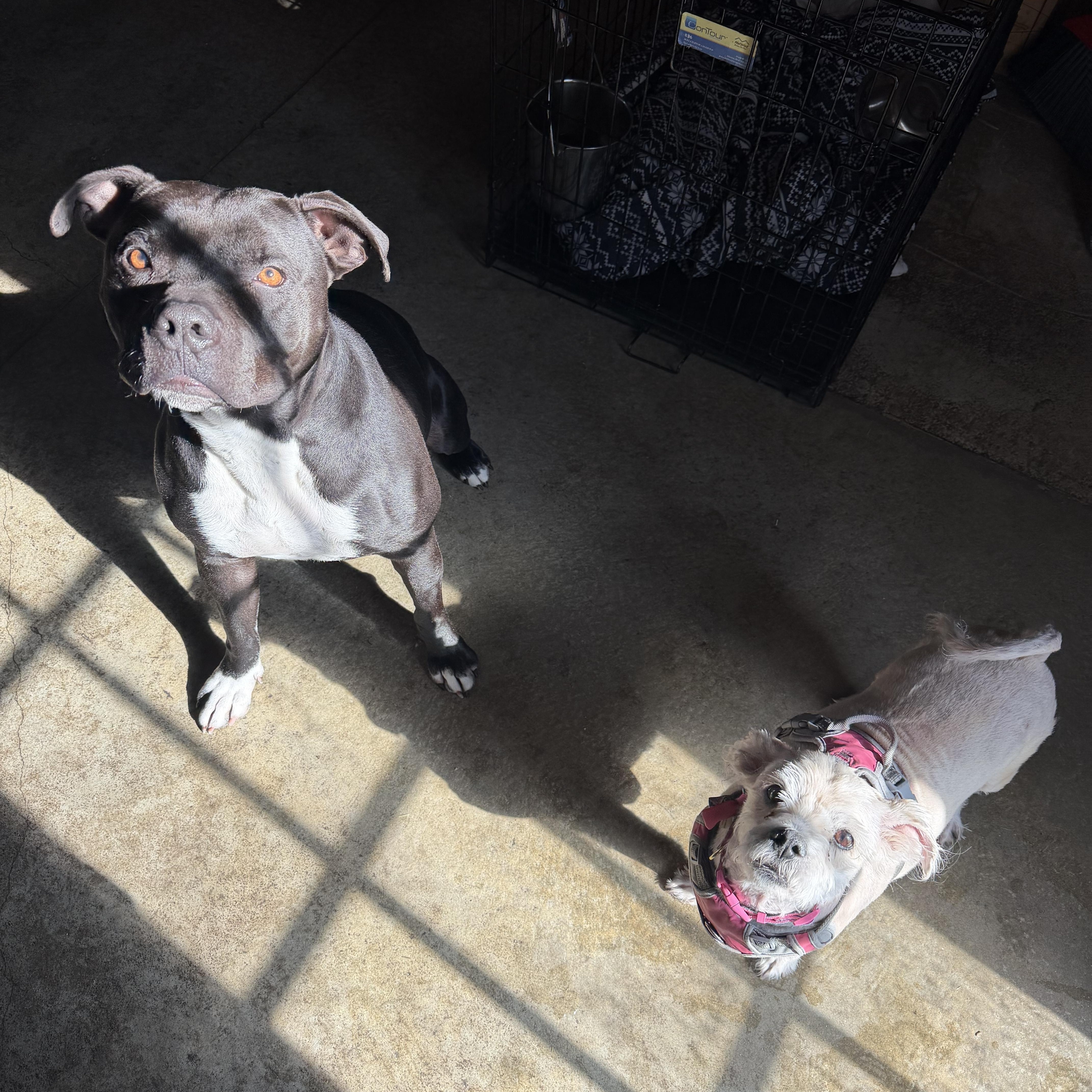 Sugar — thumbnail 4