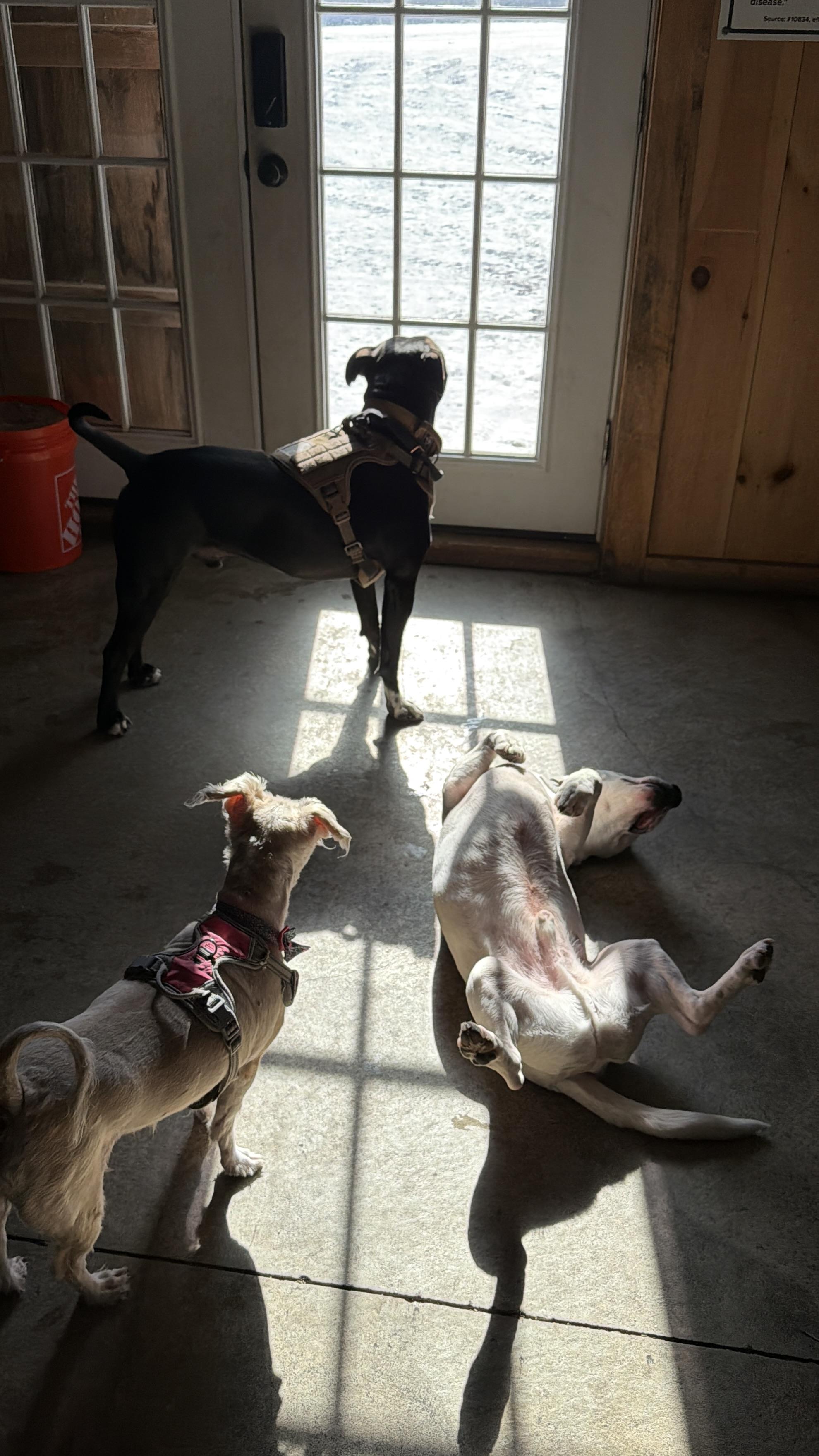 Sugar, a ADOPTABLE mixed breed in New Boston, NH image 2/6