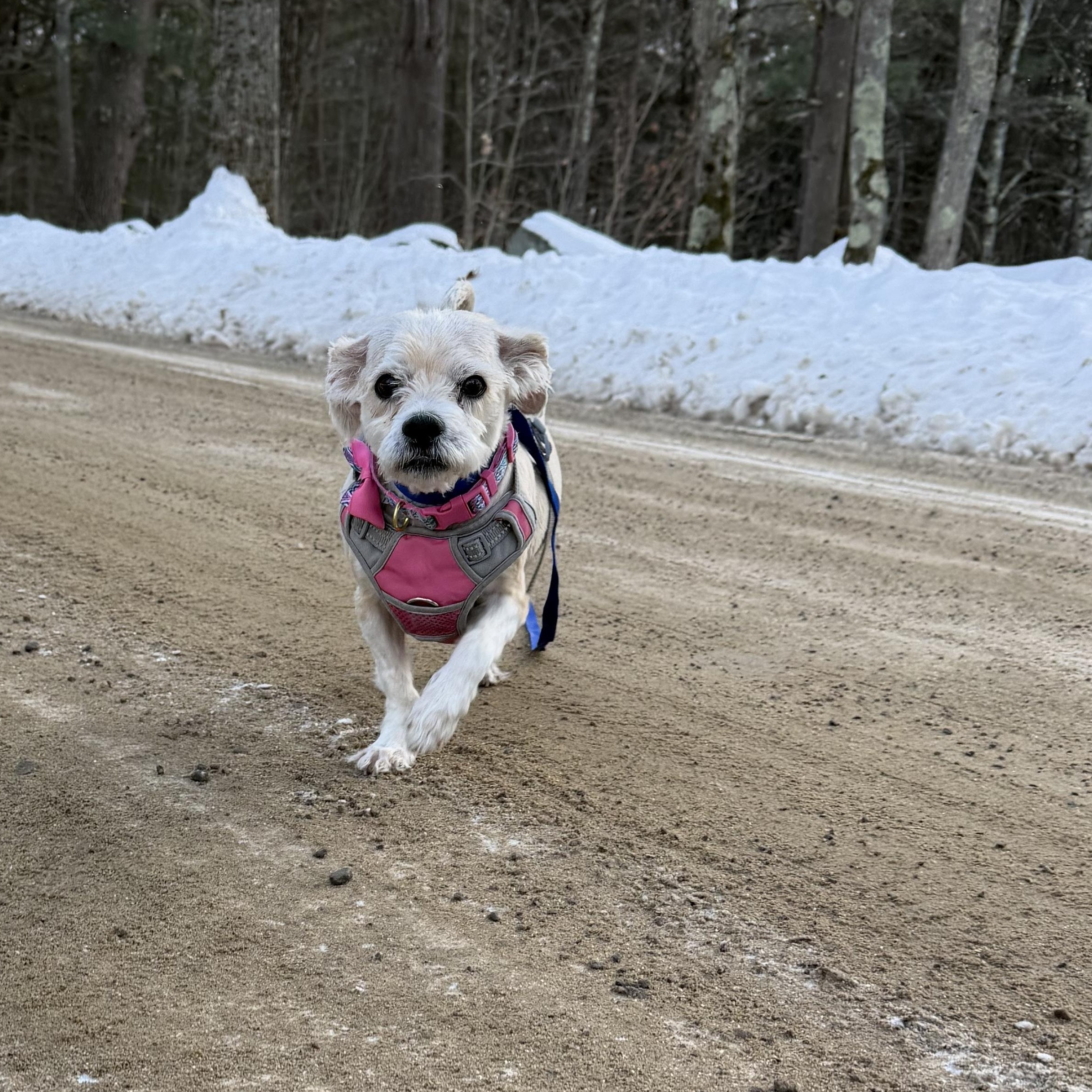 Sugar, a ADOPTABLE mixed breed in New Boston, NH image 1/6