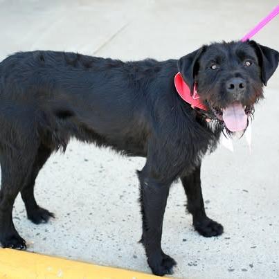 Danny, Adoptable, Adult Male Poodle & Terrier.